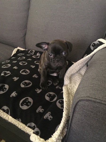 Entry image for Bentley. Clicking this image will show a larger photo