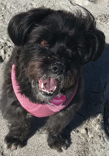 Entry image for Toodles. Clicking this image will show a larger photo