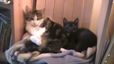 Entry image for Coco and Patch. Clicking this image will show a larger photo