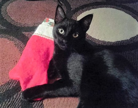 Entry image for Ninja. Clicking this image will show a larger photo