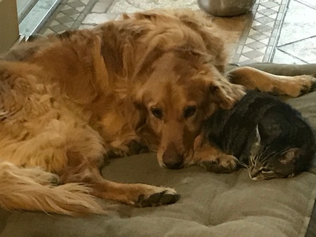 Entry image for Triton and Bella. Clicking this image will show a larger photo