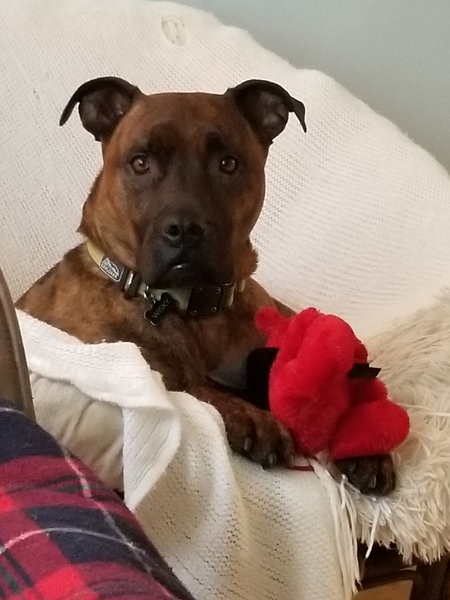 Entry image for Wisky. Clicking this image will show a larger photo