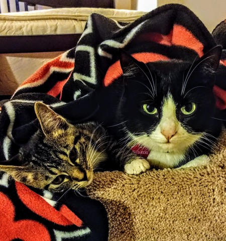 Entry image for Luna and Squeakers. Clicking this image will show a larger photo