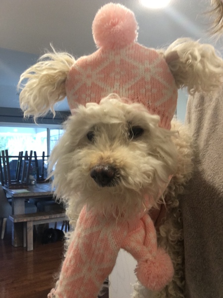 Entry image for Sophie. Clicking this image will show a larger photo