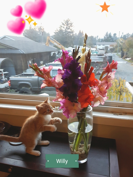 Entry image for Willy. Clicking this image will show a larger photo