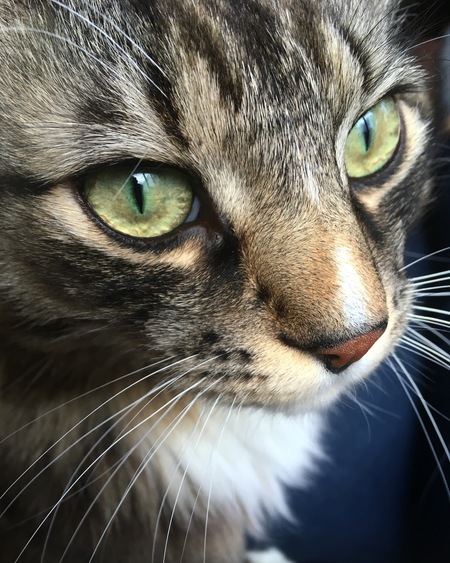 Entry image for Rufus. Clicking this image will show a larger photo