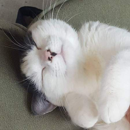 Entry image for Lola. Clicking this image will show a larger photo