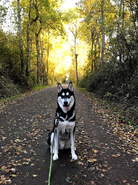 Entry image for Finn. Clicking this image will show a larger photo