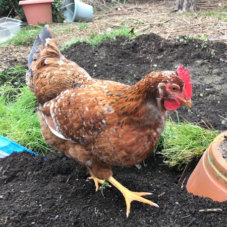 Entry image for Taco(belle). Clicking this image will show a larger photo