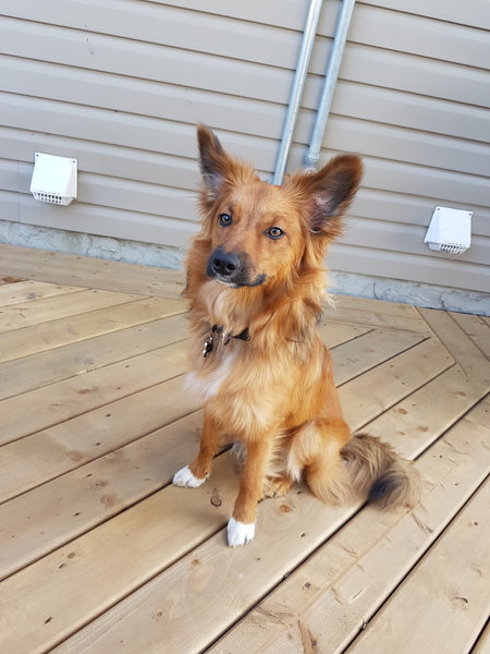 Entry image for Kyser. Clicking this image will show a larger photo