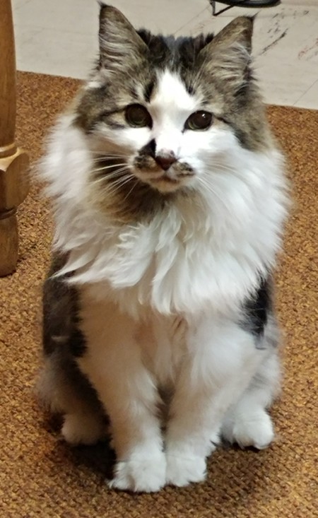 Entry image for Oreo. Clicking this image will show a larger photo