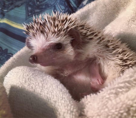 Entry image for Penny. Clicking this image will show a larger photo