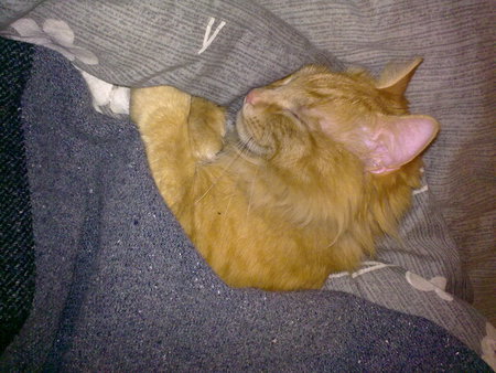 Entry image for Agent Orange. Clicking this image will show a larger photo