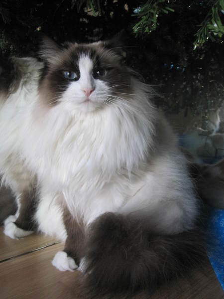 Entry image for Hailey. Clicking this image will show a larger photo