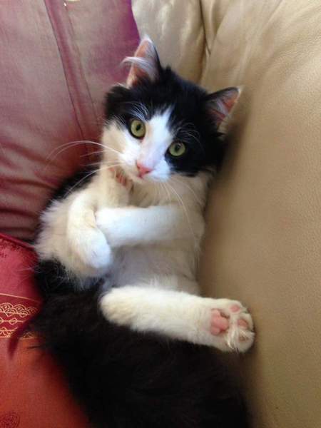 Entry image for Bandito. Clicking this image will show a larger photo