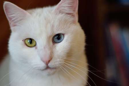 Entry image for Kitten. Clicking this image will show a larger photo