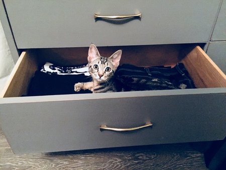 Entry image for Callie. Clicking this image will show a larger photo