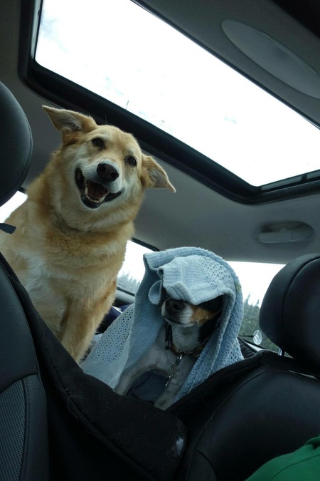 Entry image for Joey and Louie. Clicking this image will show a larger photo