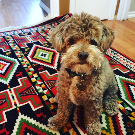 Entry image for Bearly. Clicking this image will show a larger photo