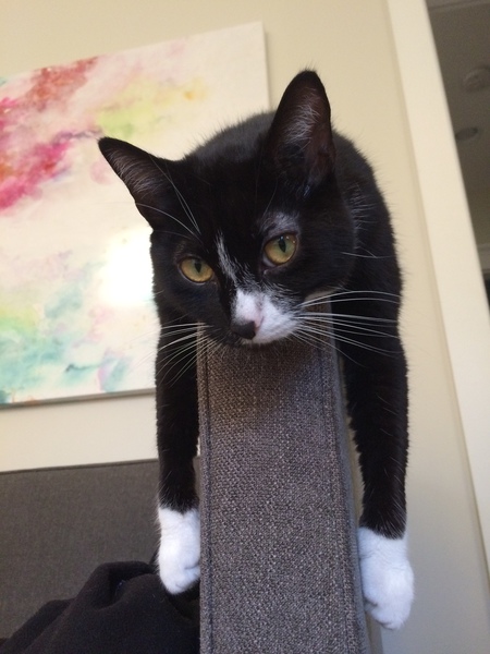 Entry image for Koko. Clicking this image will show a larger photo