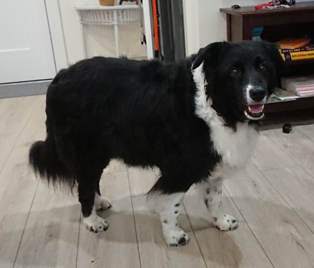 Entry image for Sophie. Clicking this image will show a larger photo