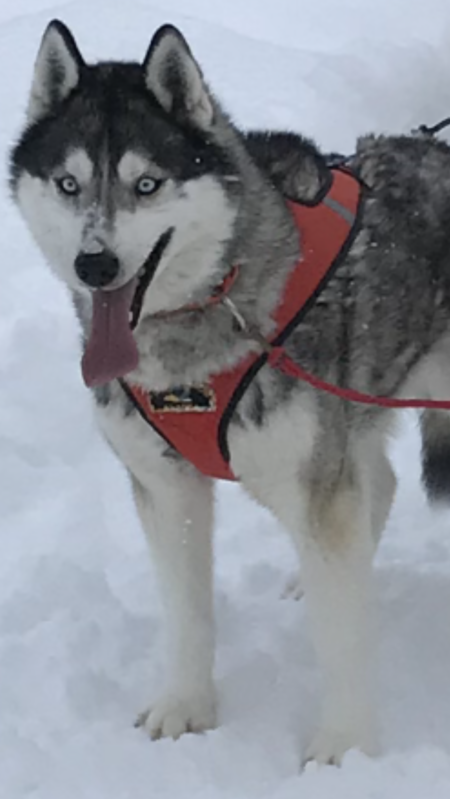 Entry image for Havik. Clicking this image will show a larger photo