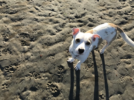 Entry image for Buddy. Clicking this image will show a larger photo