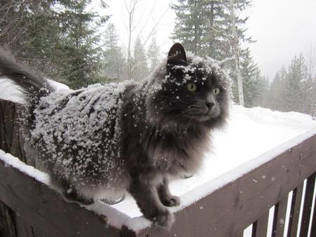 Entry image for Loopy. Clicking this image will show a larger photo