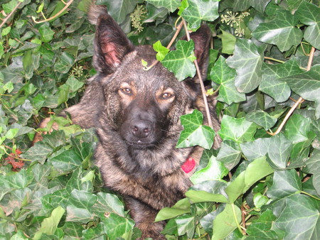 Entry image for Buddy. Clicking this image will show a larger photo