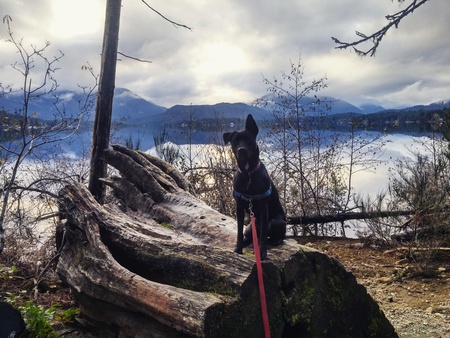 Entry image for Piper. Clicking this image will show a larger photo