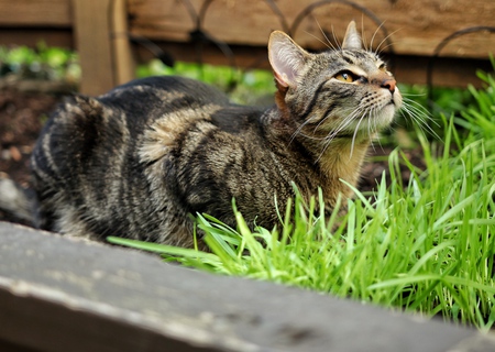 Entry image for Ivey. Clicking this image will show a larger photo