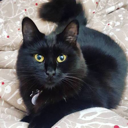 Entry image for Bean Bun. Clicking this image will show a larger photo