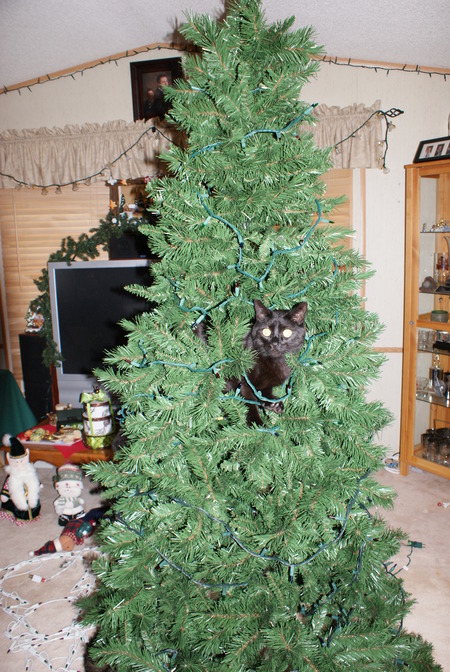 Entry image for SKITTLES. Clicking this image will show a larger photo