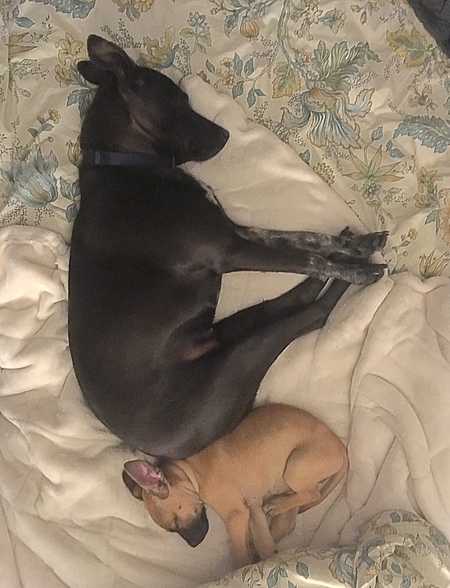 Entry image for Chap. Clicking this image will show a larger photo