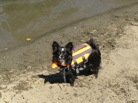 Entry image for Loki. Clicking this image will show a larger photo