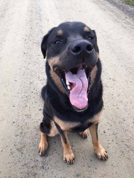 Entry image for Barney. Clicking this image will show a larger photo