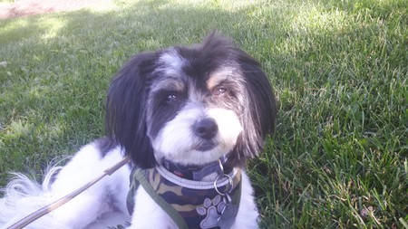 Entry image for Abby. Clicking this image will show a larger photo