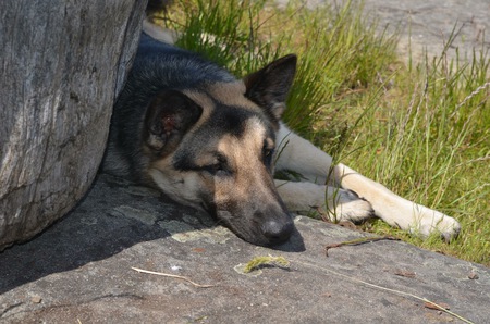 Entry image for Skye. Clicking this image will show a larger photo