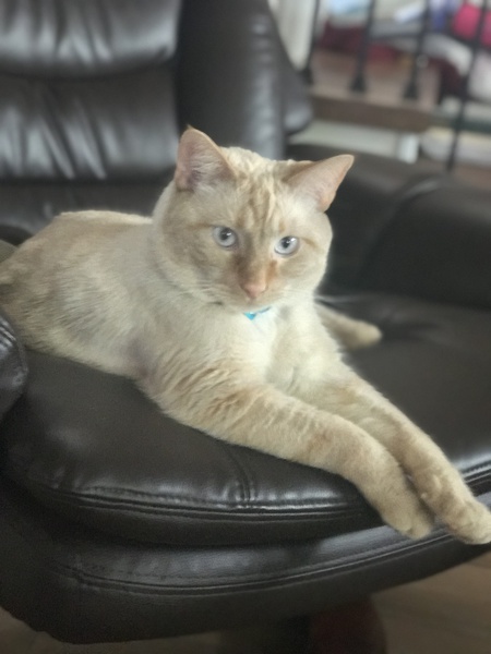 Entry image for Louis . Clicking this image will show a larger photo