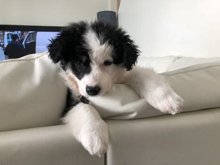 Entry image for Po . Clicking this image will show a larger photo