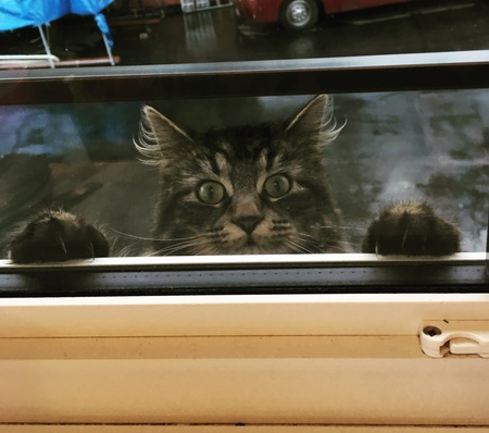 Entry image for Moka. Clicking this image will show a larger photo