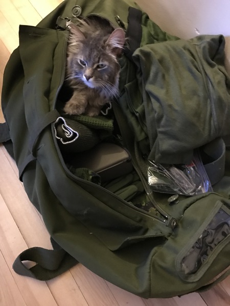 Entry image for Winston. Clicking this image will show a larger photo