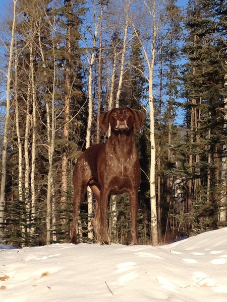 Entry image for Jessie James. Clicking this image will show a larger photo