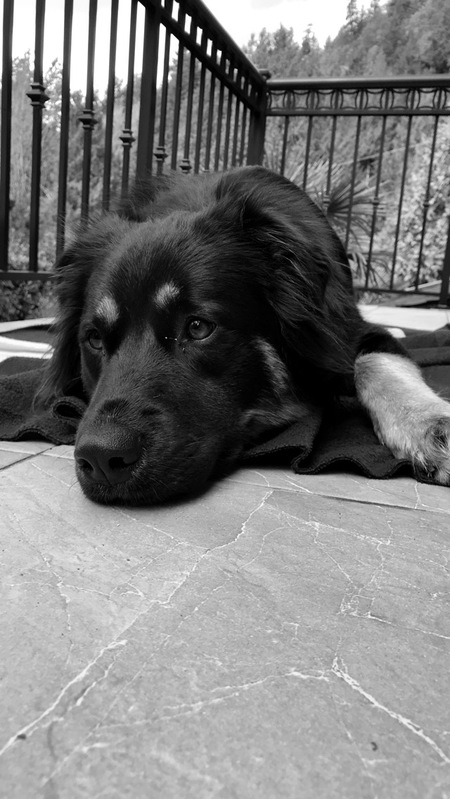 Entry image for Charlie. Clicking this image will show a larger photo