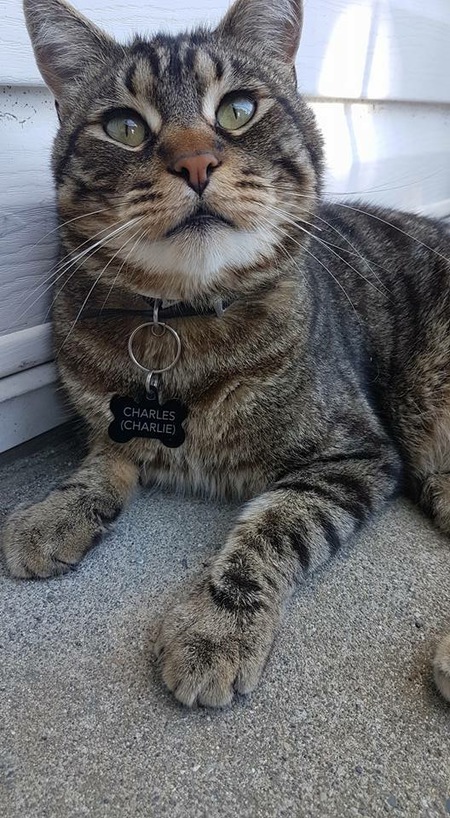 Entry image for Charlie. Clicking this image will show a larger photo