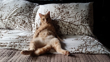 Entry image for Ouzo. Clicking this image will show a larger photo