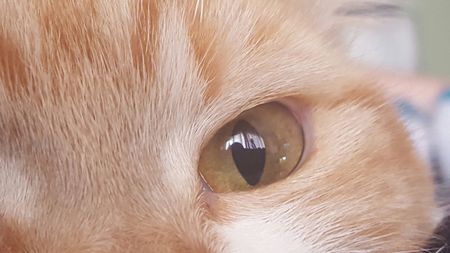 Entry image for Peekaboo. Clicking this image will show a larger photo