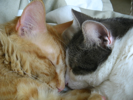 Entry image for Nemo & Daisy. Clicking this image will show a larger photo