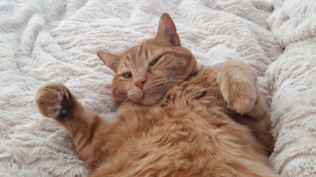 Entry image for Magnus. Clicking this image will show a larger photo