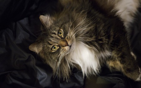 Entry image for Fiona. Clicking this image will show a larger photo